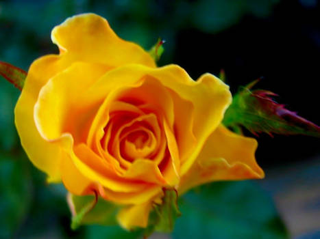 A Yellow Rose