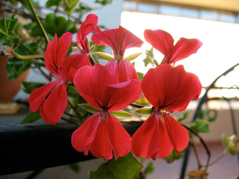 More Red Flowers