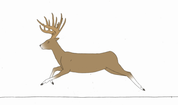 Deer Reverse Animation Gif Animated Deer Gif