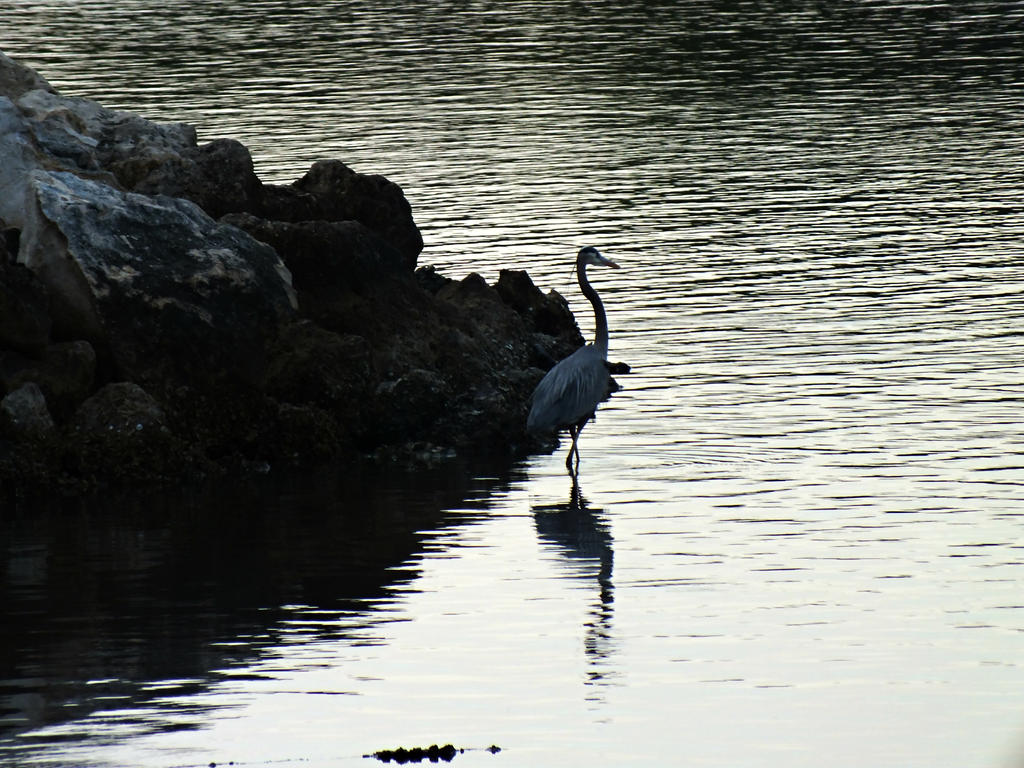 The Evening Search