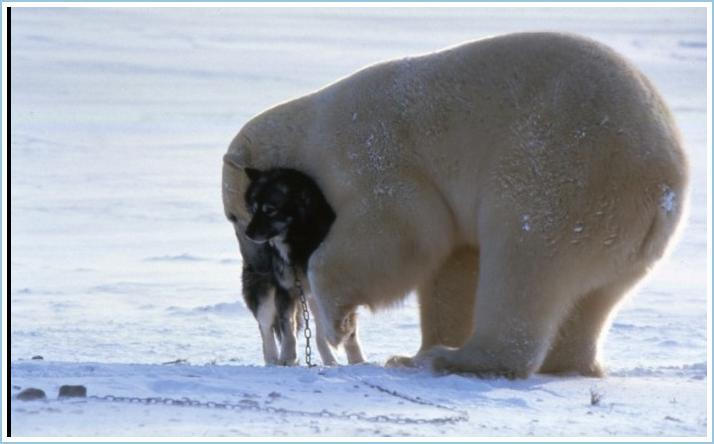Видео собака привела медведей. Белый медведь. Полярный медведь. Белые медведи на Аляске.