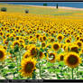 The SunFlowers Army - Troops