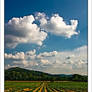 Tobacco Fields