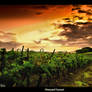 Vineyard Sunset