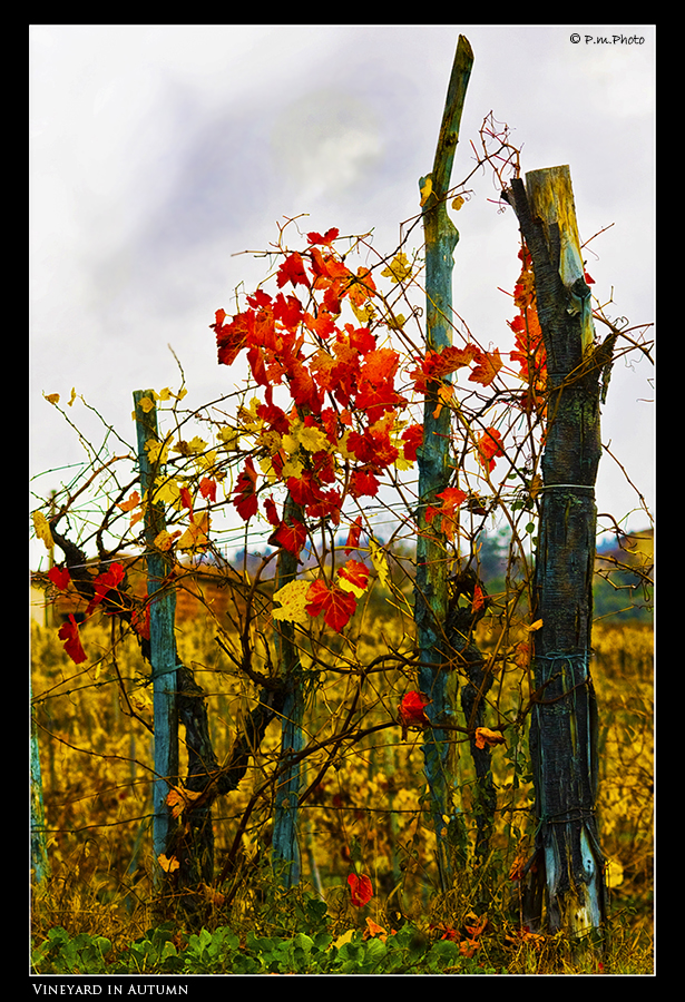 Vineyard in Autumn