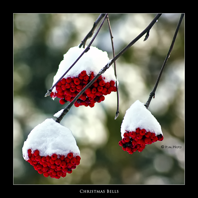 Christmas Bells