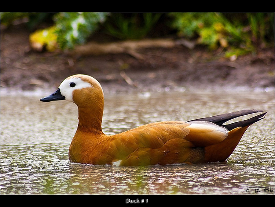 Duck_1