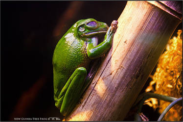 New Guinea Tree Frog