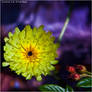 Flowers_46