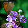 Butterfly_6