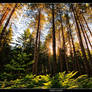 Trees Light