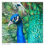 Peacock Portrait