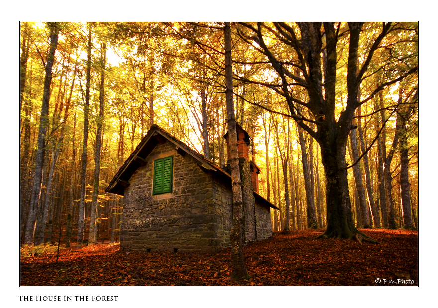 The House in the Forest