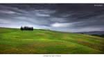 Storm on the Cypress by Marcello-Paoli