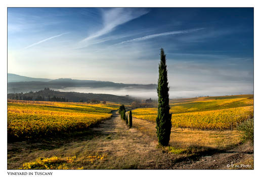 Vineyard in Tuscany