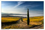 Vineyard in Tuscany by Marcello-Paoli