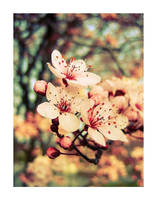 Spring_Peach_2