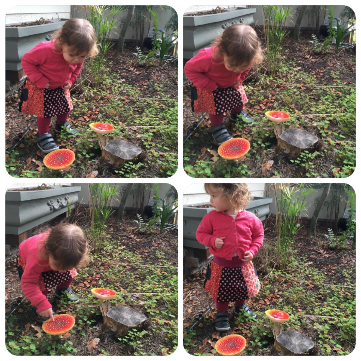 Images Mila found Red mushrooms in here garden