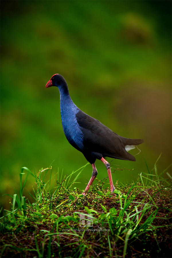 The Majestic Pukeko by EOSthusiast