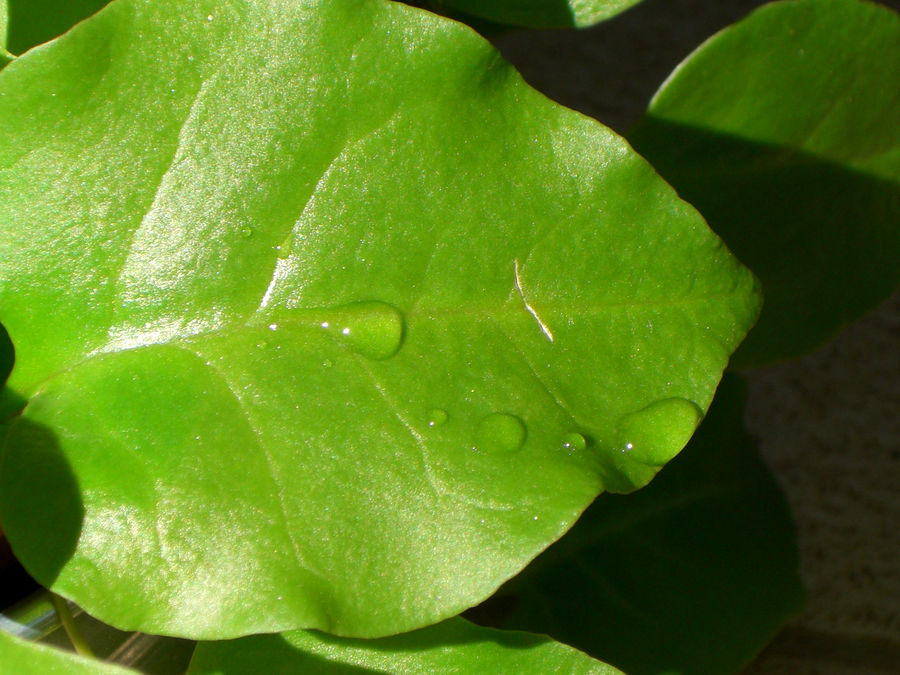 Leaf with Waterdrops