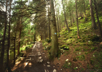 Walking Through the Forest