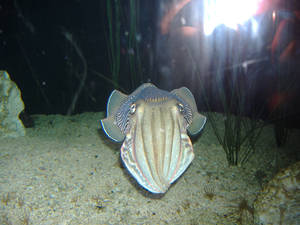 Cuttlefish