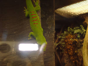 Another Day Gecko