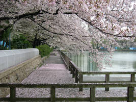 Sakura Trees in a Garden