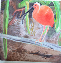 Red Ibis