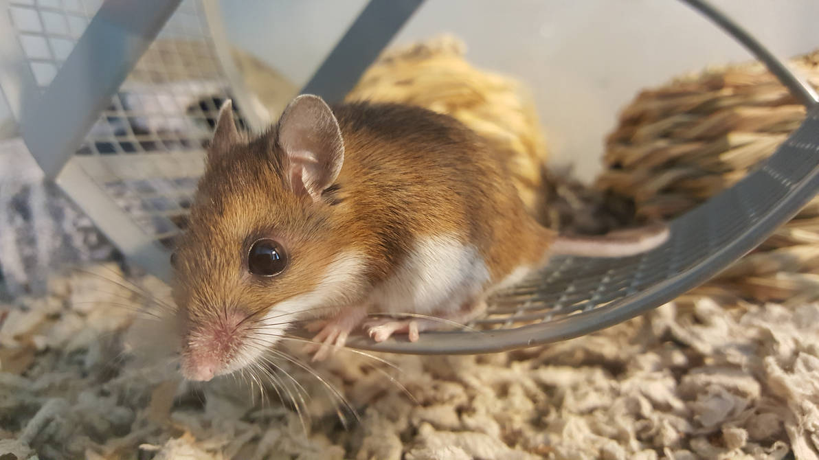 Feisel Mouse Fievel the mouse by ACheshireNamedAlice on DeviantArt