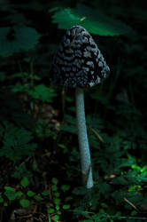 Snowflakes mushroom