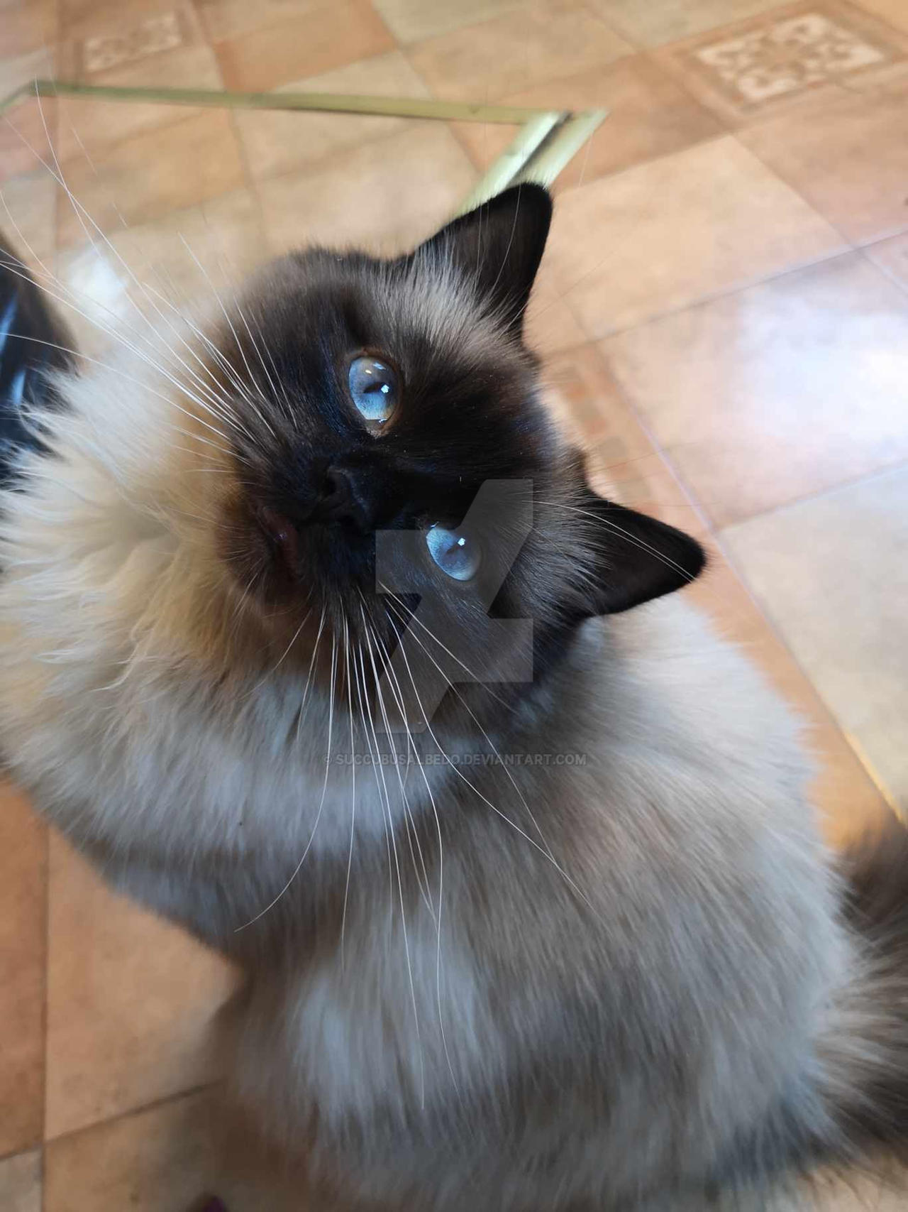 Meet Nala Ray: The Prodigy Taking The Digital World By Storm. - 4lfwi7b