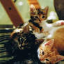 My little cats -part two-