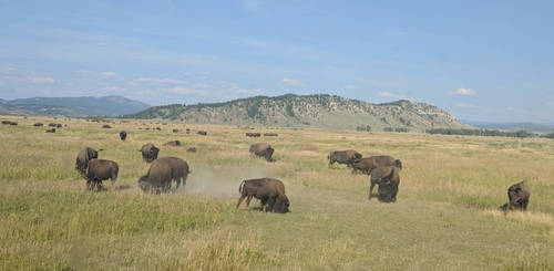 Where the buffalo roam