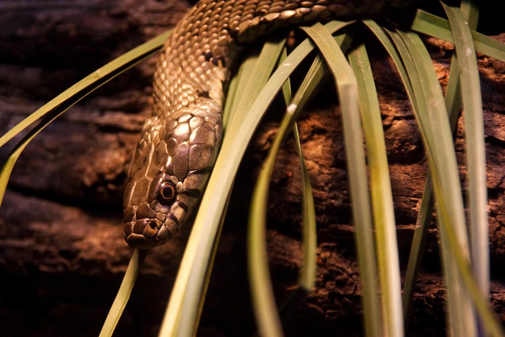 Snake at Nantes