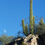 Moon light afternoon