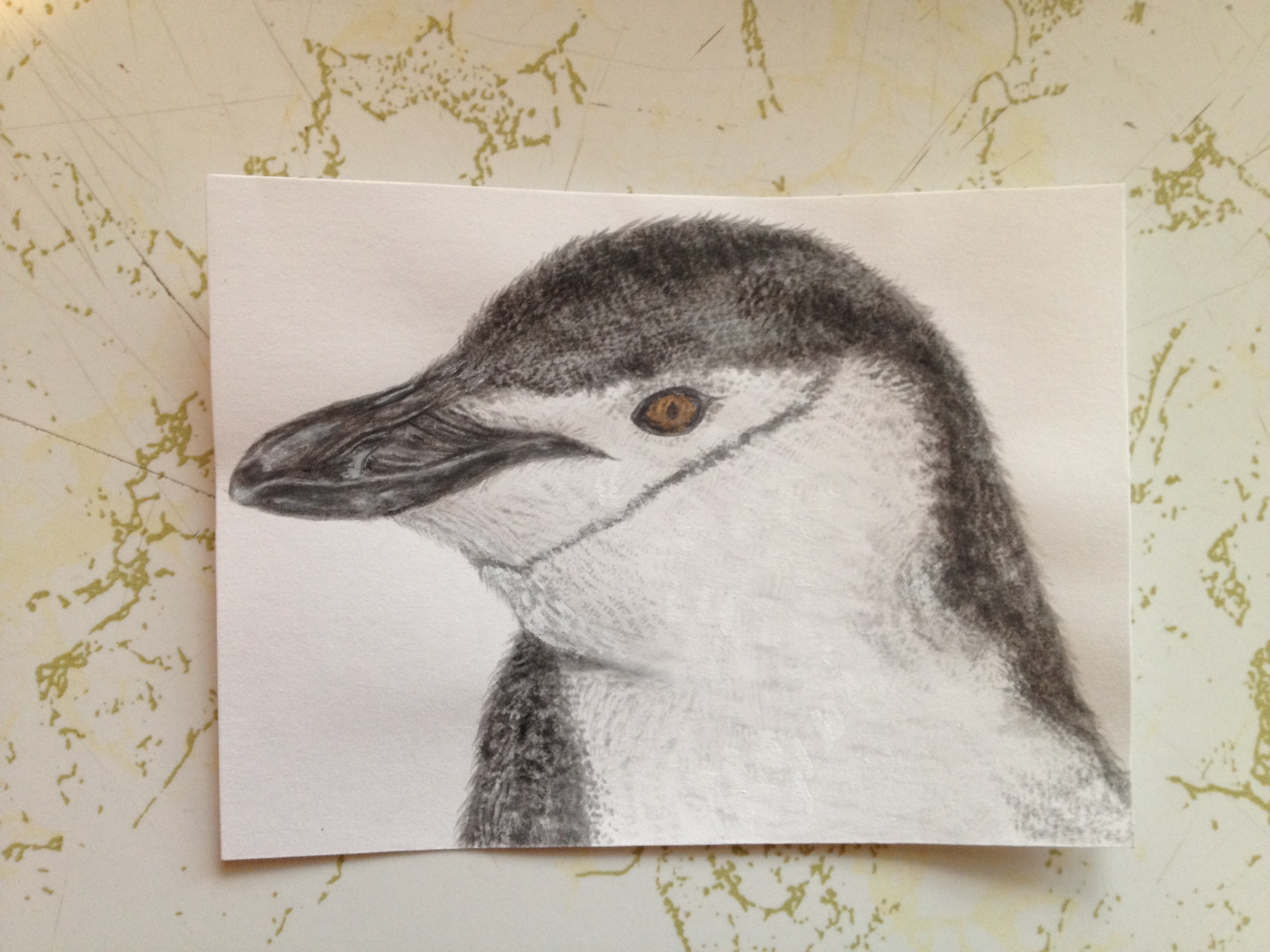 Chinstrap Penguin