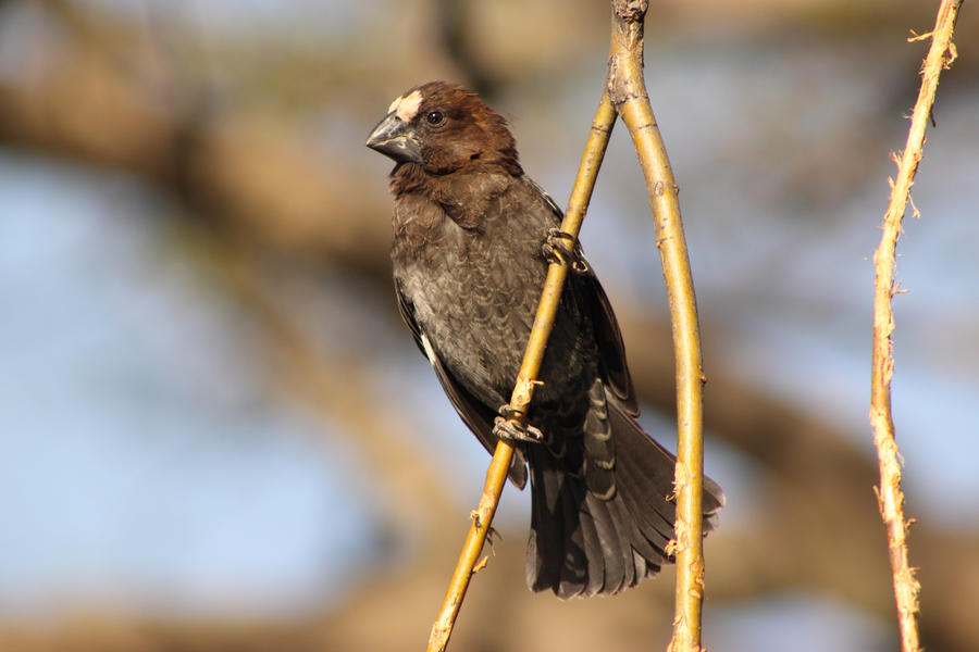 Thick billed Weaver 6.