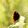 Red Bishop ( Male ) 4.