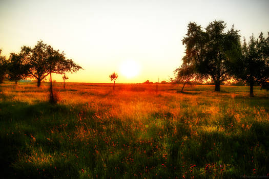 Trees And Sunset