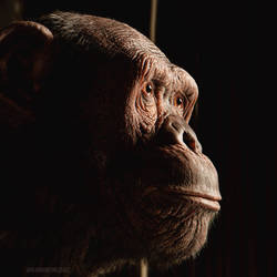 chimpanzee 2