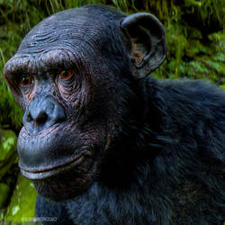 chimpanzee 3