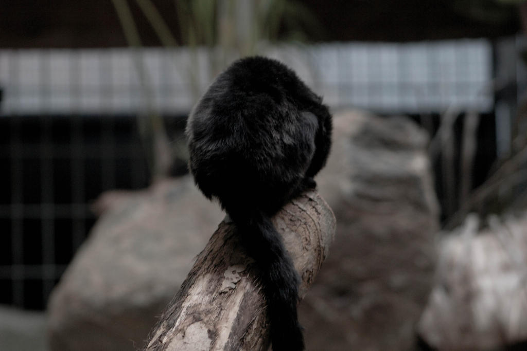Monkey back by KllyVe on DeviantArt