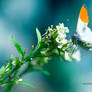 Orange tip