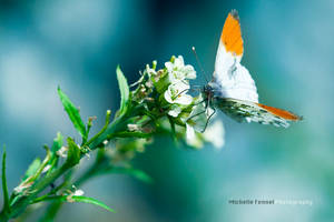 Orange tip