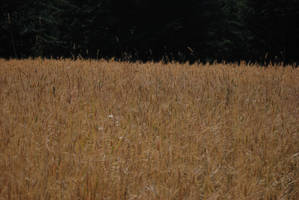 Wheat field