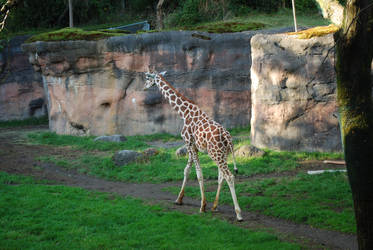 Zoo Series: Giraffe