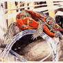 Russ Stasiuk - Painted Turtle in pencil crayon