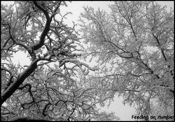 Trees under the snow