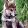 Wolf Pup